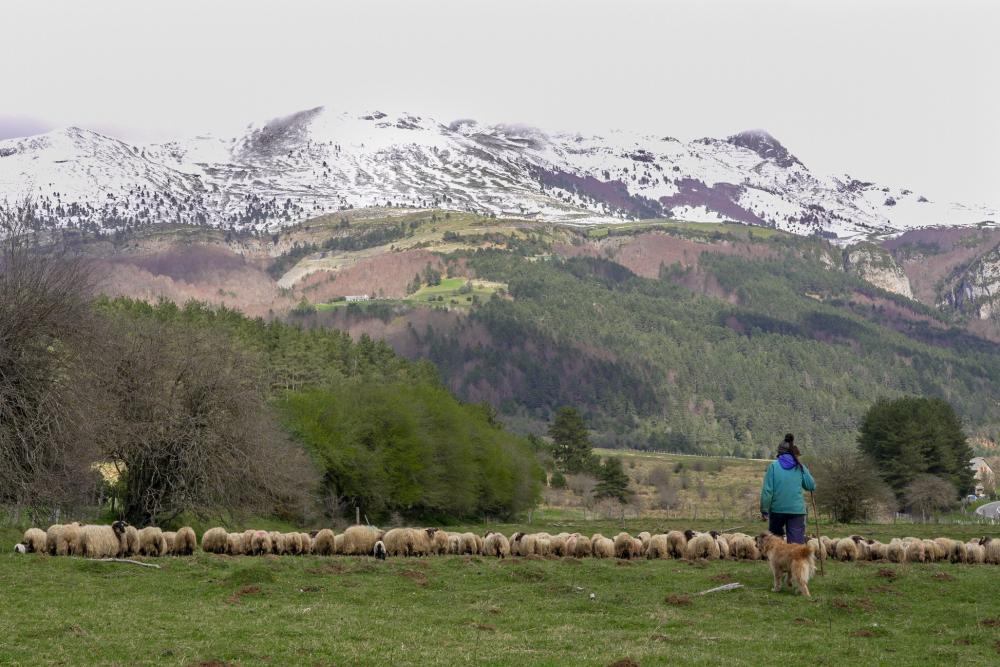 rebaño de ovejas con pastora y al fondo los Pirineos nevados